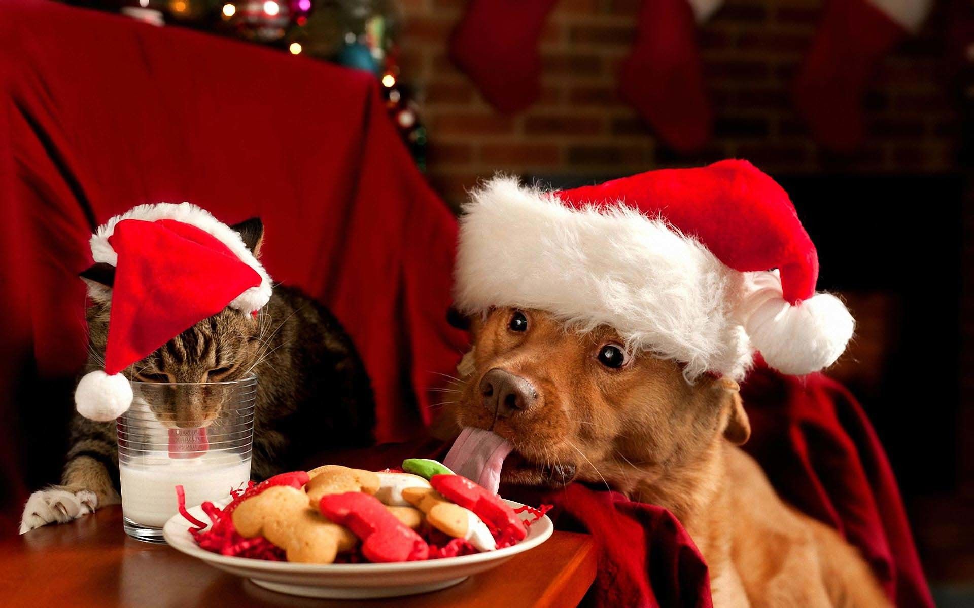 Gatto e cane con cappelli Babbo Natale, 1920x1200 Full HD+ WUXGA, Laptop