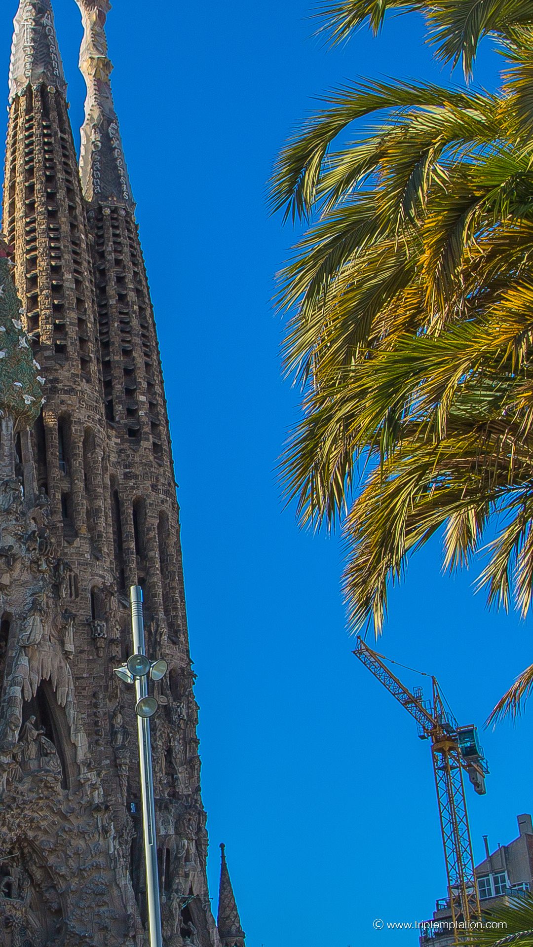Sagrada Familia con palma, 1080x1920 Verticale, iPhone Pro
