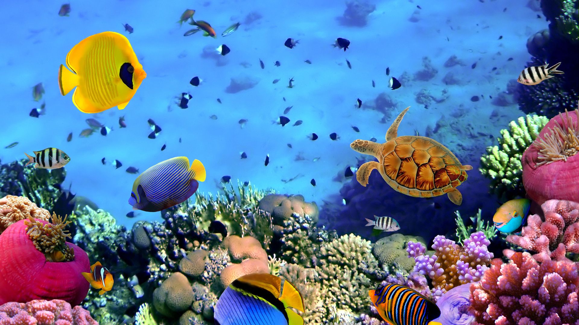 Barriera corallina con pesci tropicali, 1920x1080 Full HD, Desktop