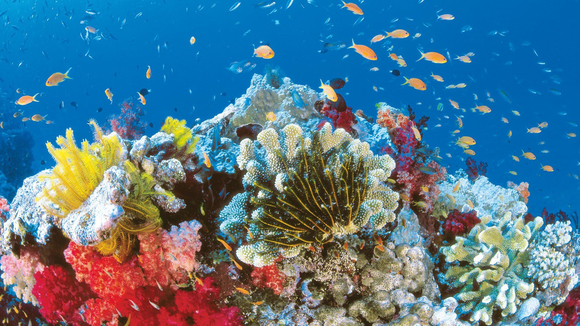 Barriera corallina colorata con pesci, 1920x1080 1080p, PC