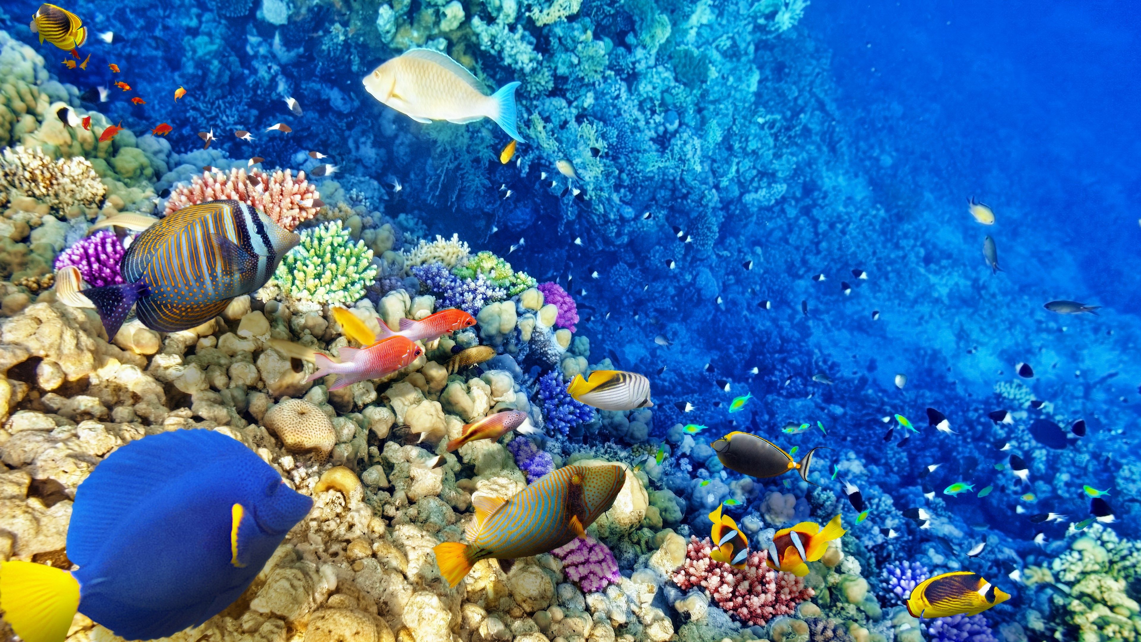 Barriera corallina con pesci tropicali, 3840x2160 4K, Monitor 4K