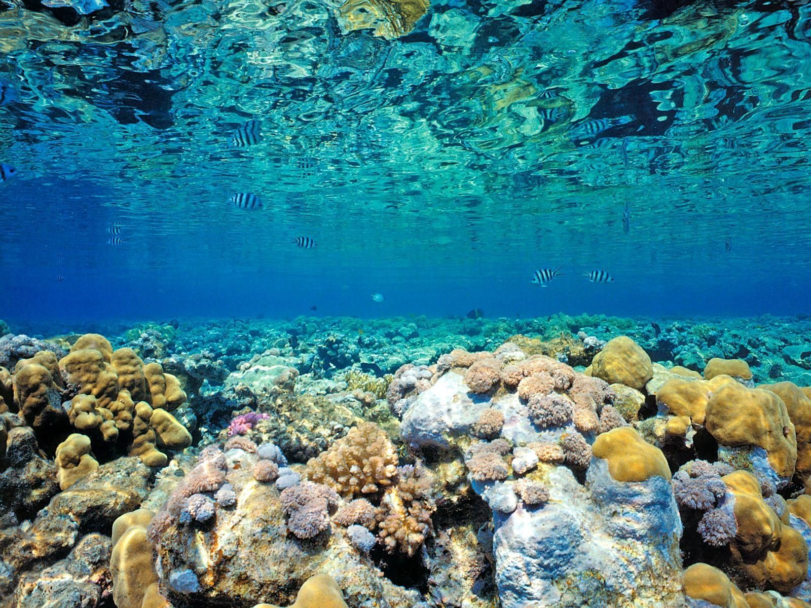 Barriera corallina sott'acqua blu, 1600x1200 HD, Laptop