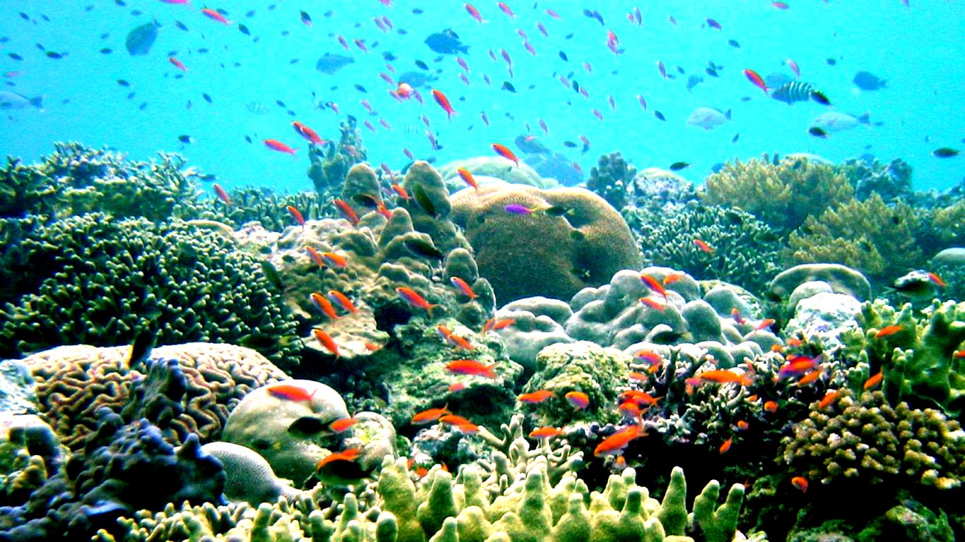 Barriera corallina con pesci colorati, 1366x768 HD, Desktop