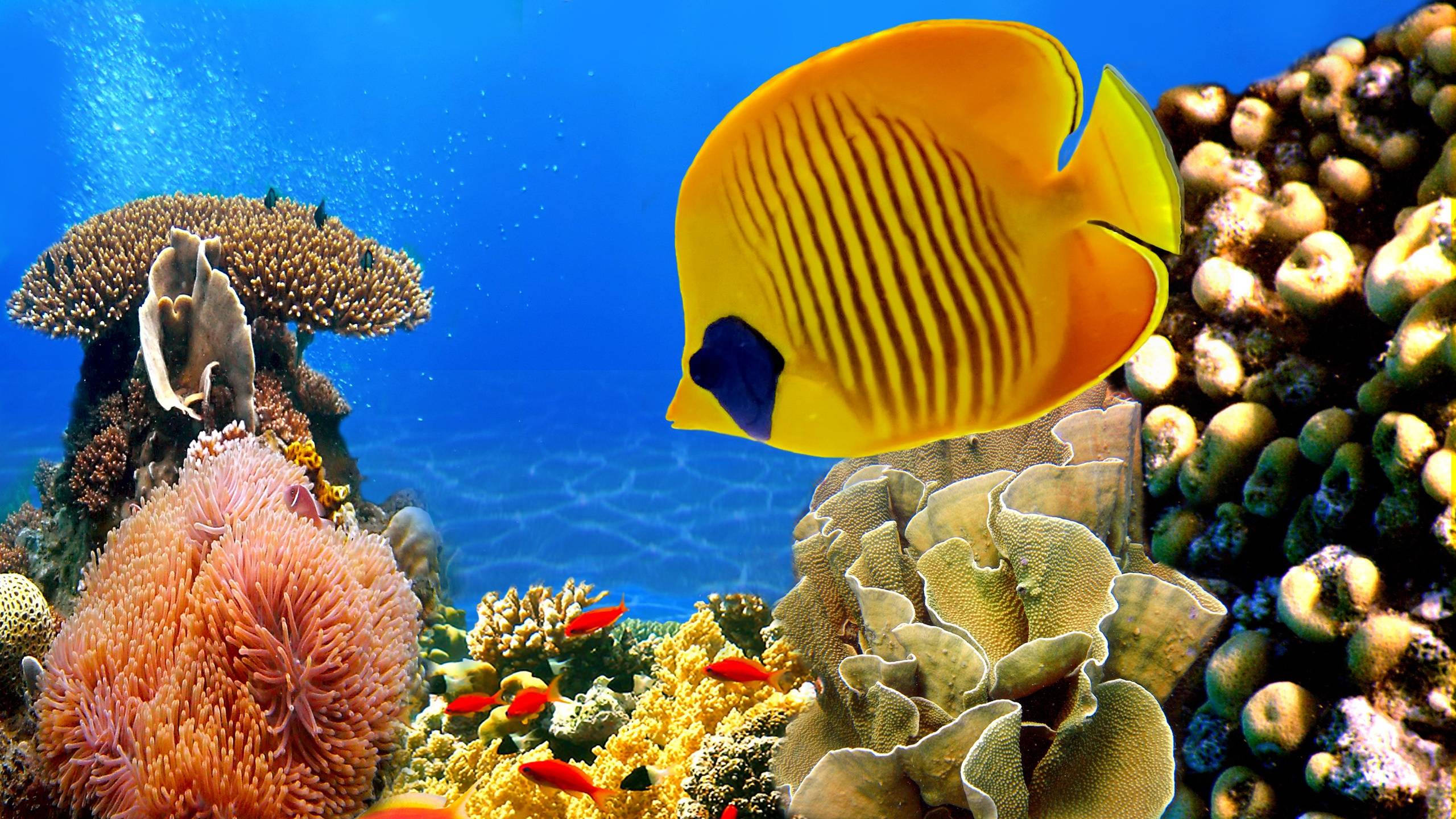 Pesce farfalla giallo barriera corallina, 2560x1440 2K, Desktop