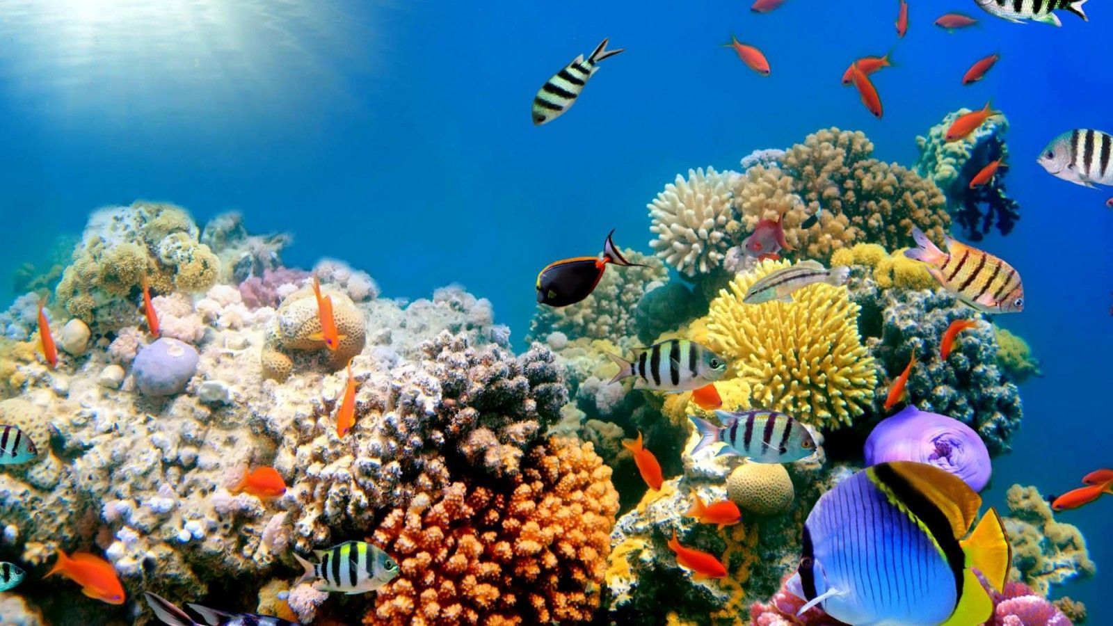 Barriera corallina con pesci tropicali, 1600x900 900p, iMac