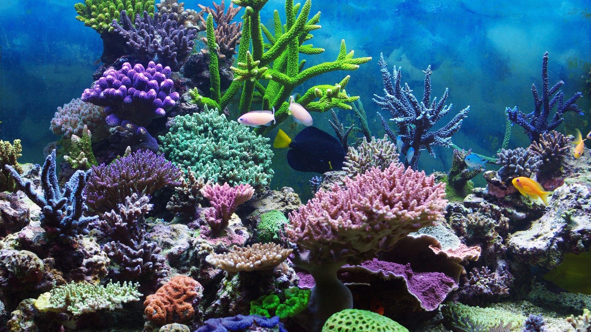 Barriera corallina colorata con pesci, 1920x1080 Full HD 1080p, Desktop