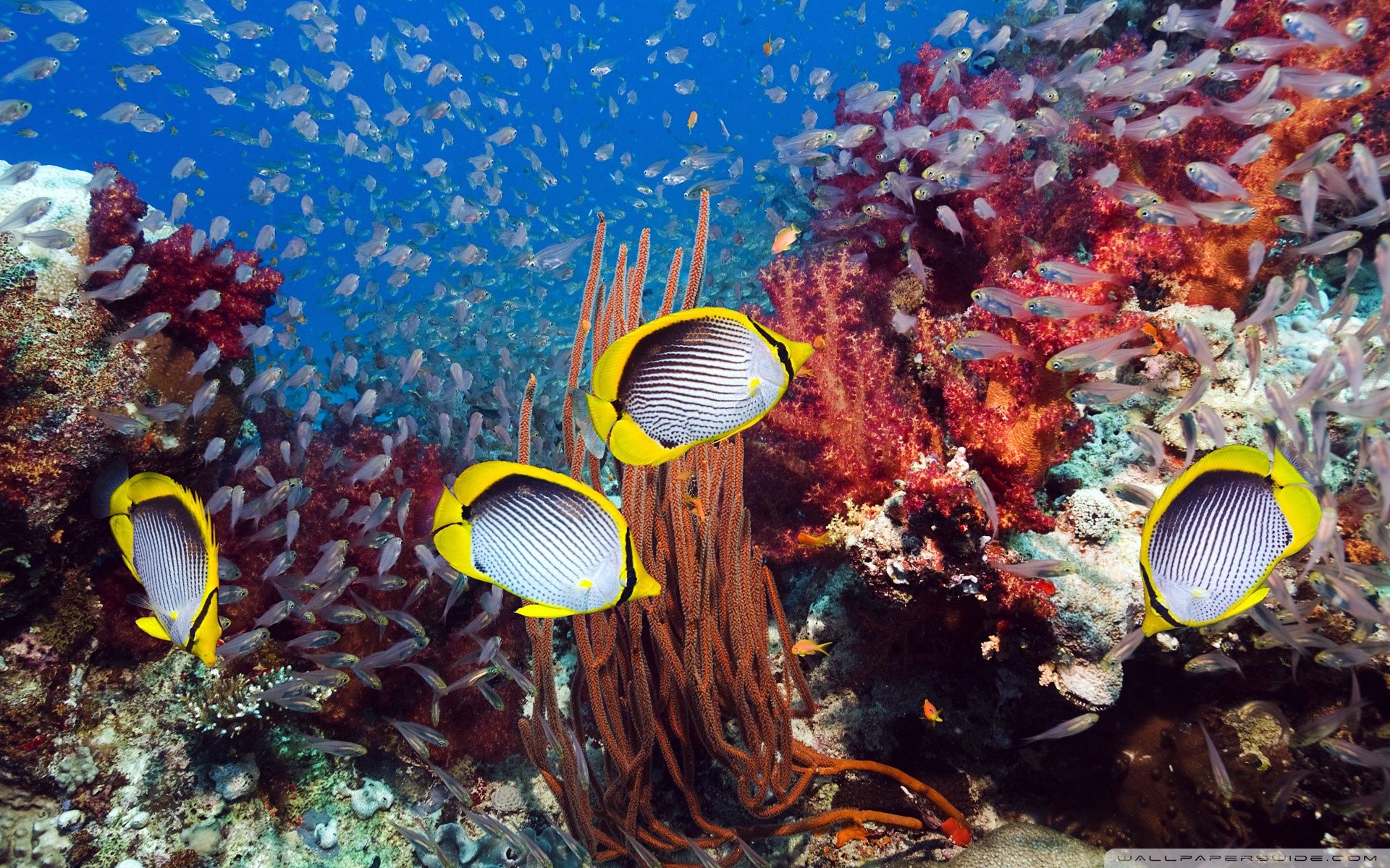 Pesci farfalla su barriera corallina, 1920x1200 Full HD+ WUXGA, Desktop