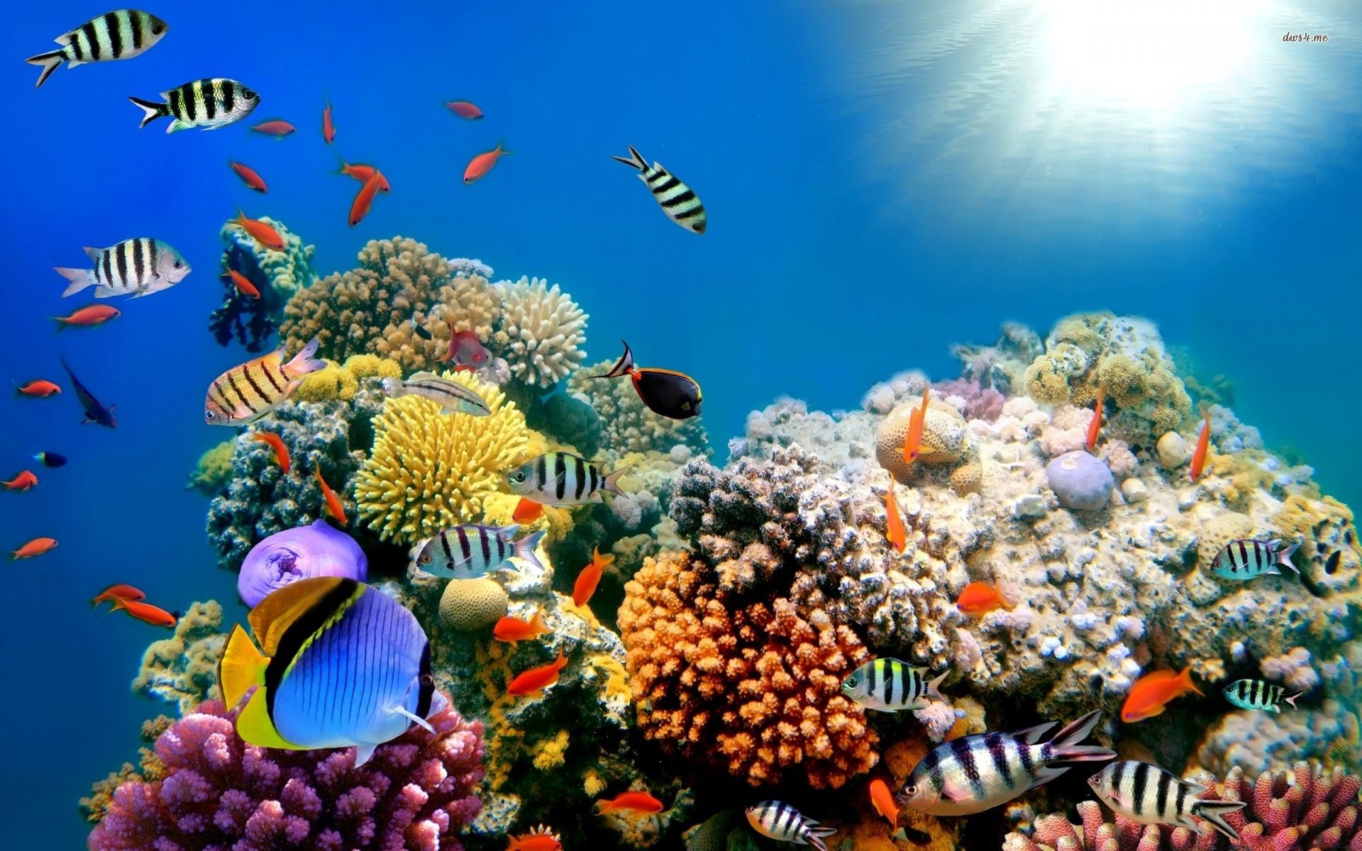 Barriera corallina con pesci tropicali, 1920x1200 Full HD+, Laptop