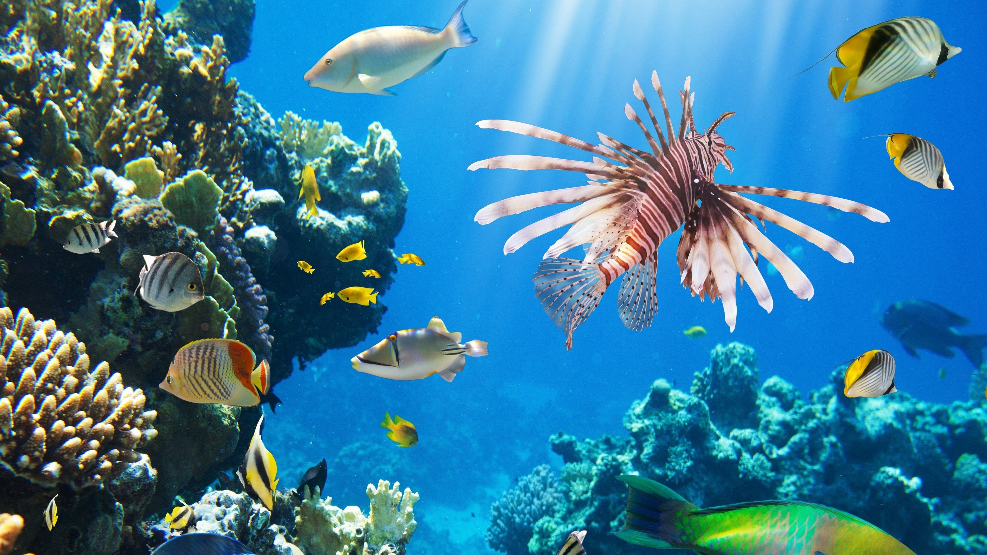 Pesce leone barriera corallina, 3840x2160 4K Ultra HD, Monitor 4K