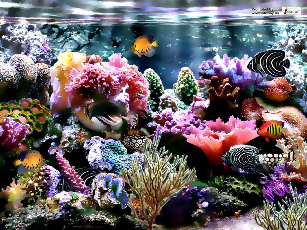 Barriera corallina con pesci tropicali, 1024x768 HD, PC