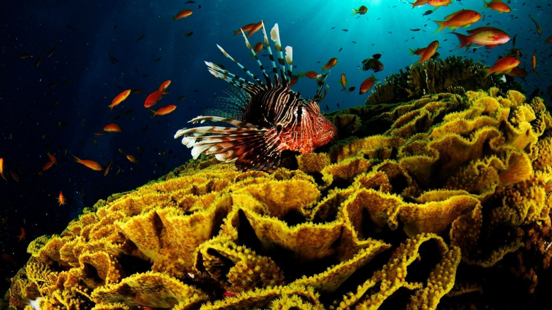 Pesce leone su corallo giallo, 1920x1080 Full HD 1080p, PC Desktop