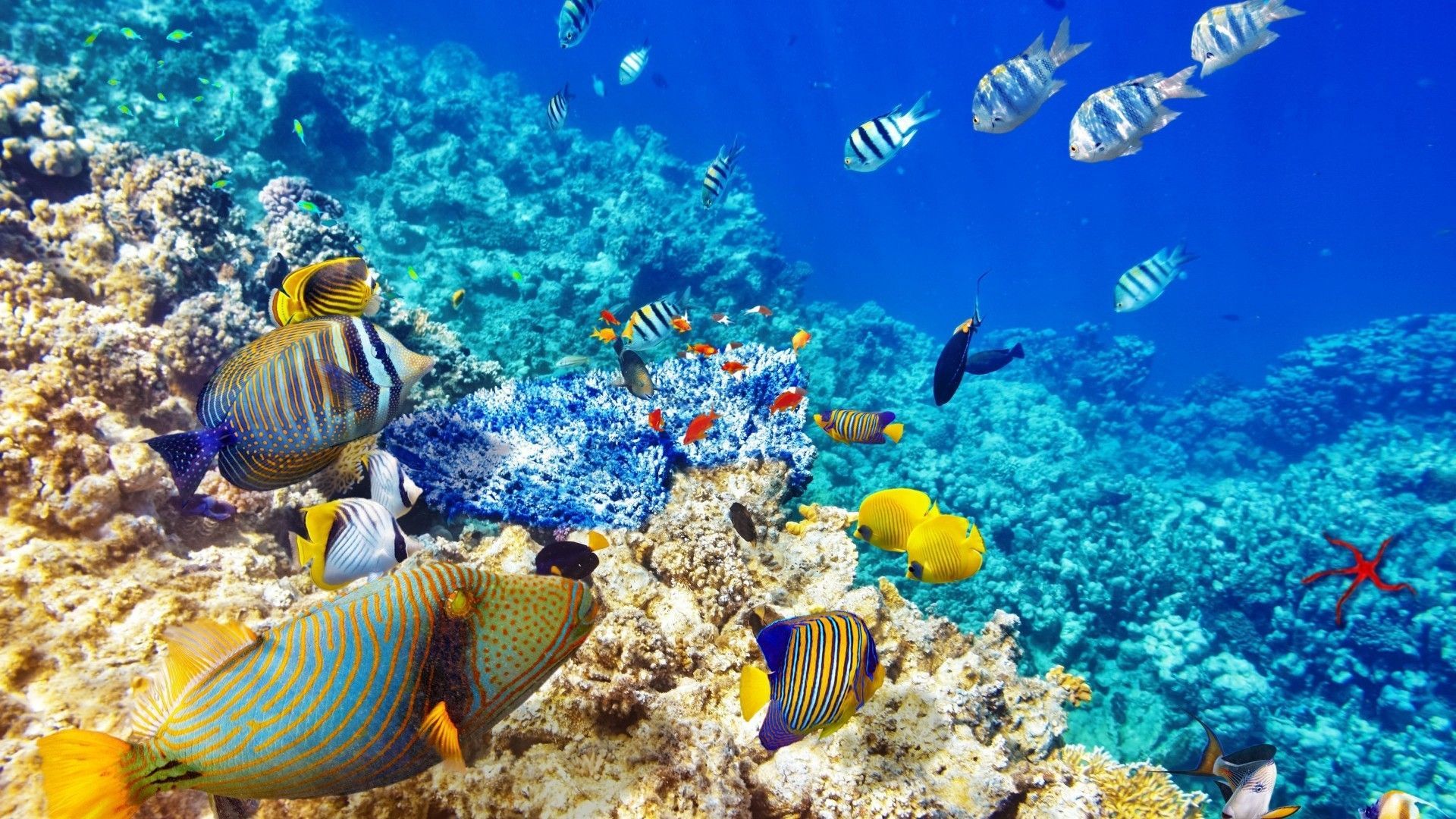 Barriera corallina con pesci tropicali, 1920x1080 Full HD, Desktop