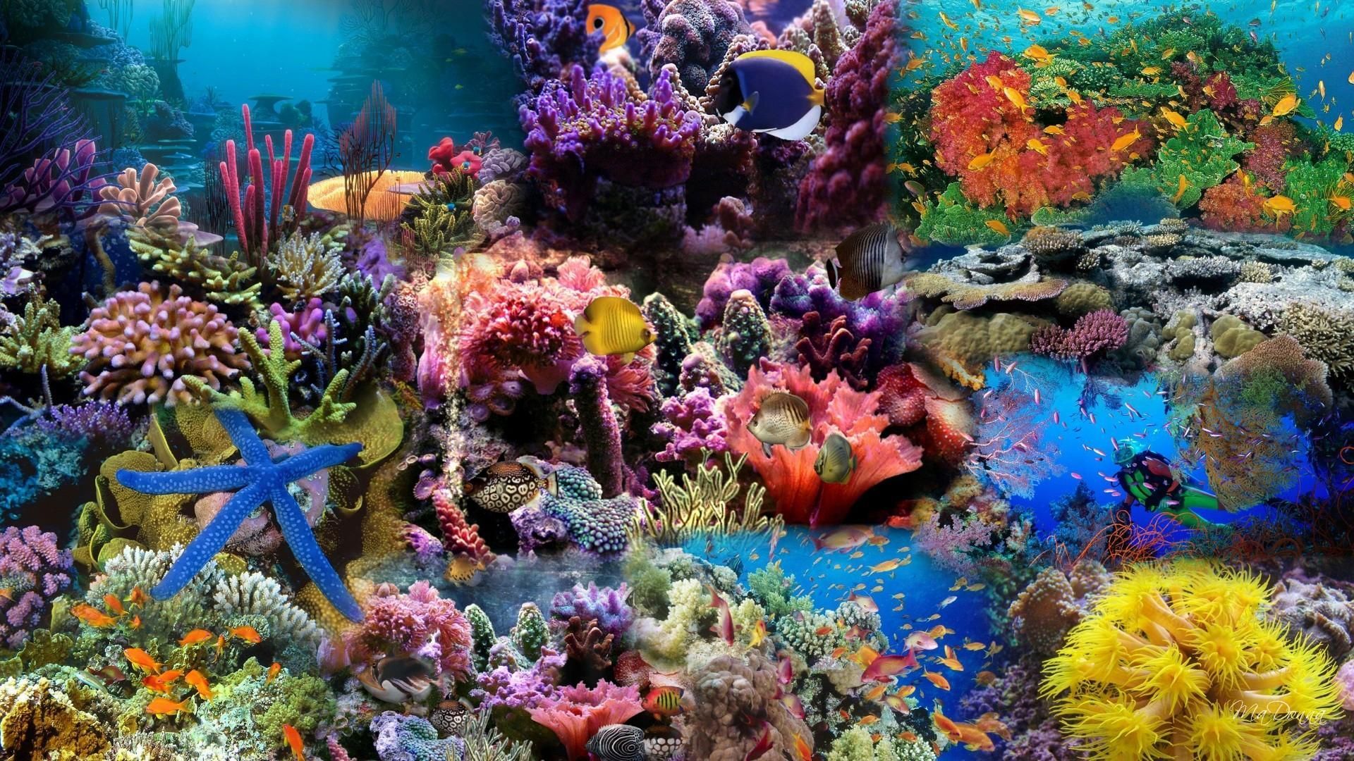 Barriera corallina colorata con pesci, 1920x1080 Full HD 1080p, PC