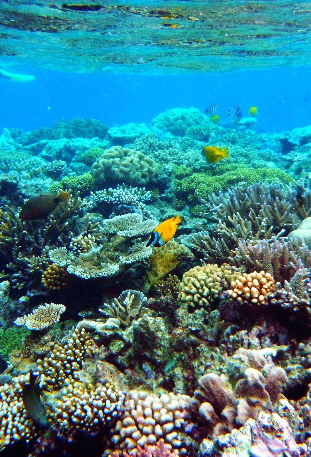 Barriera corallina con pesci tropicali, 1040x1526 Full HD Verticale, Smartphone