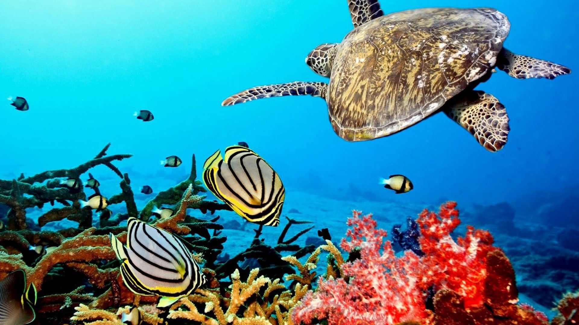 Tartaruga marina e pesci corallo, 1920x1080 Full HD 1080p, Desktop