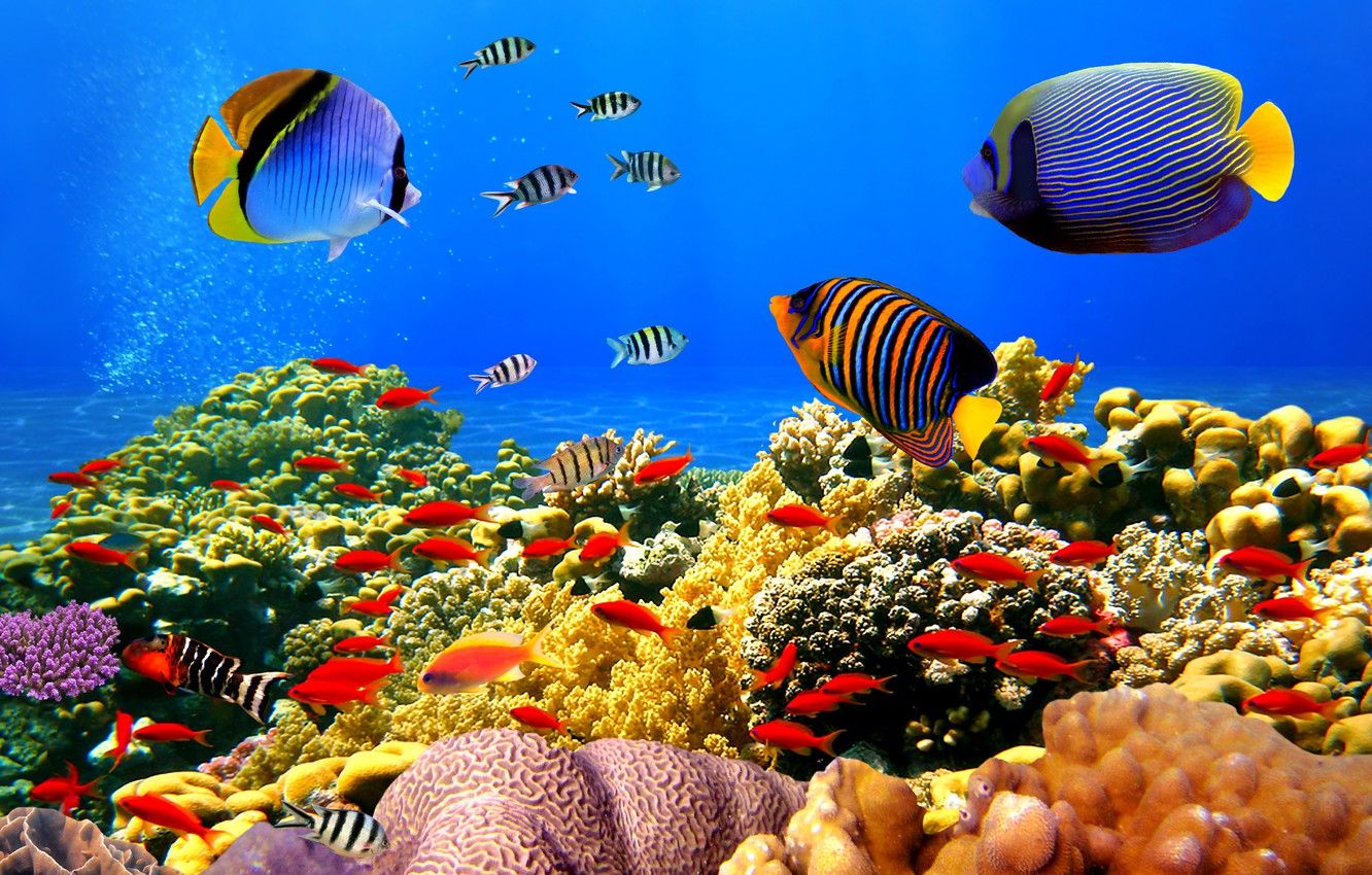 Pesci tropicali su barriera corallina, 1332x850 720p, PC