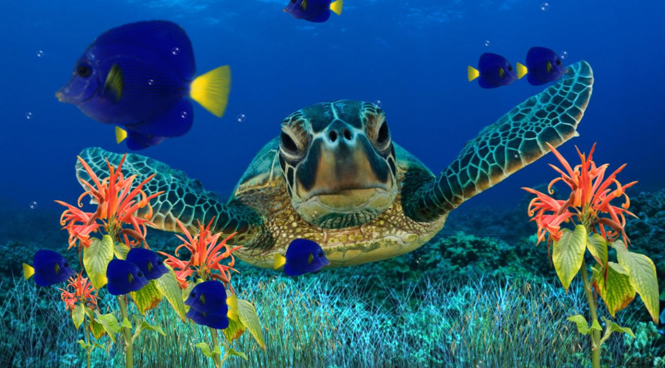 Tartaruga marina barriera corallina, 1309x724 HD, PC Desktop