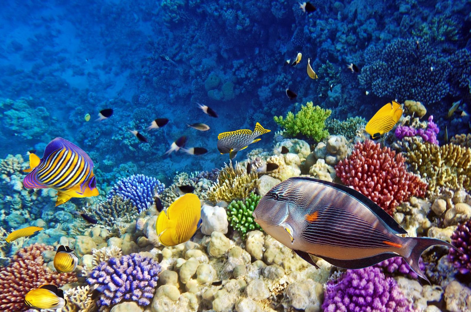 Barriera corallina con pesci tropicali, 1600x1060 900p, PC