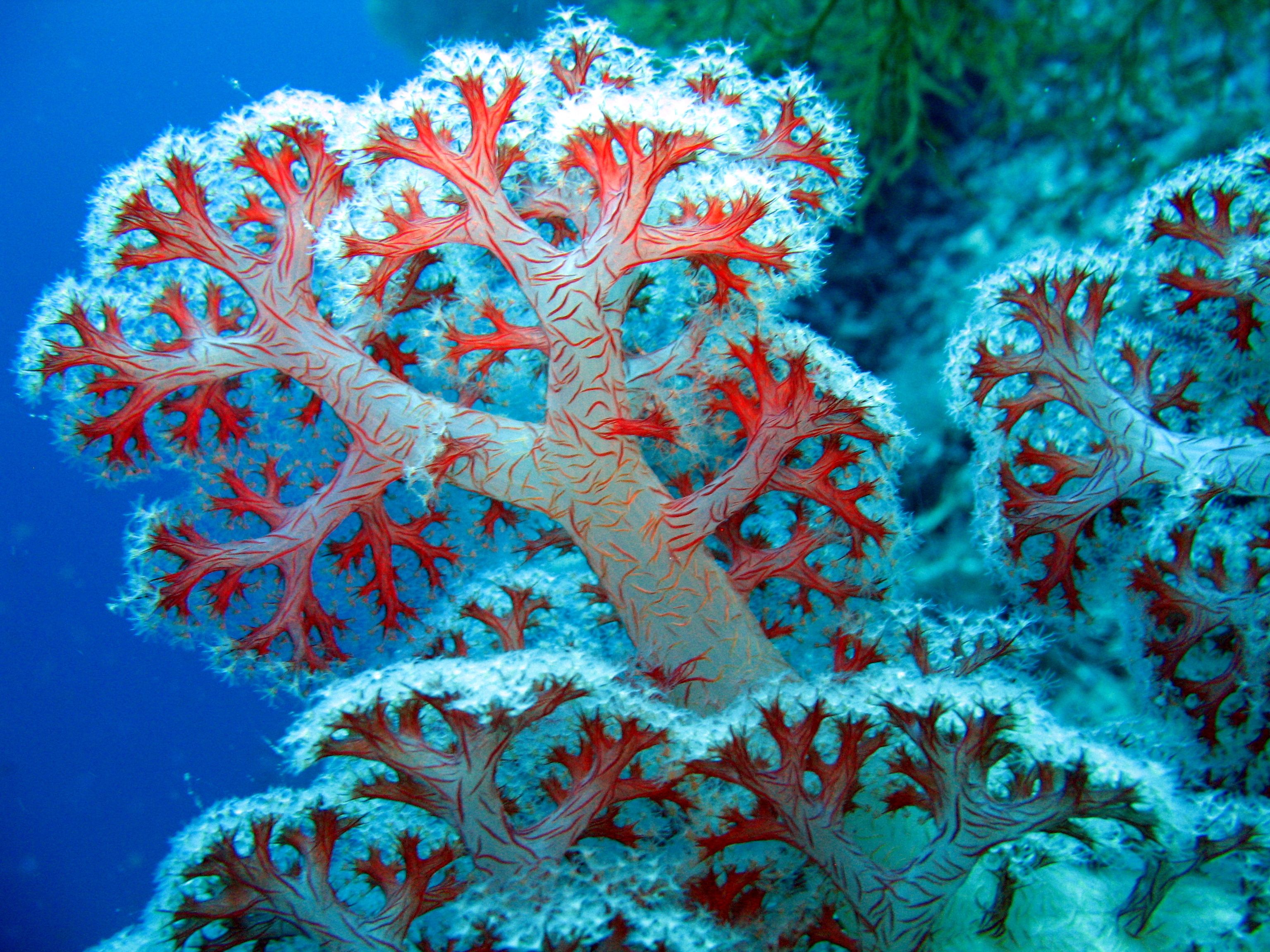 Corallo rosso ramificato barriera, 3072x2304 2K, PC