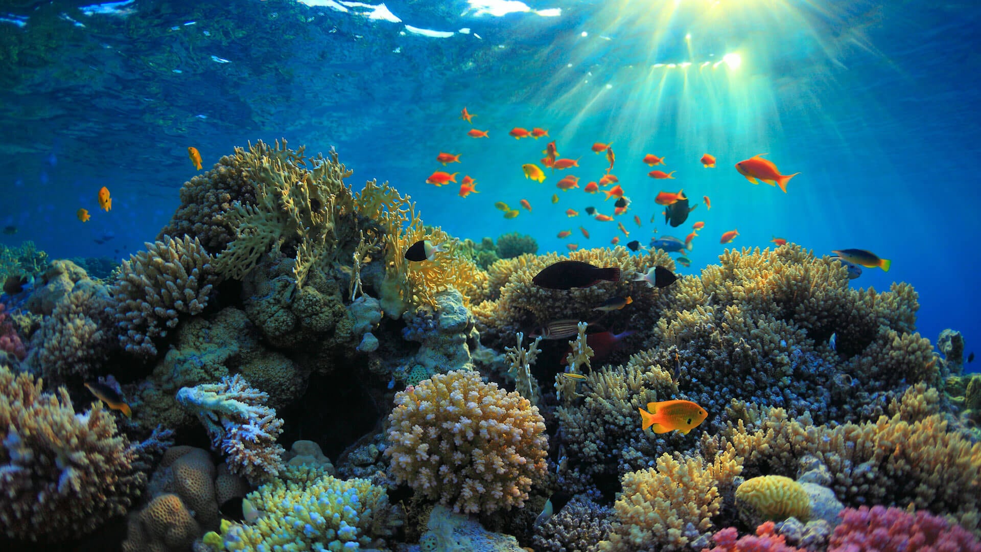Barriera corallina con pesci tropicali, 1920x1080 Full HD, Desktop