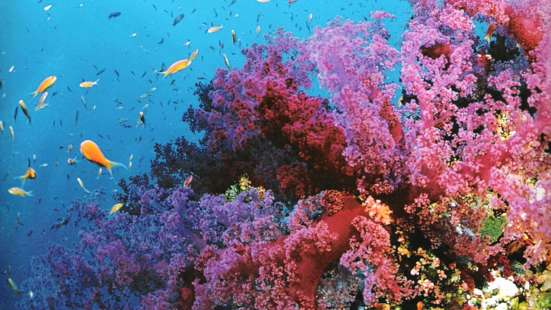 Barriera corallina viola con pesci, 1920x1080 Full HD 1080p, PC Desktop
