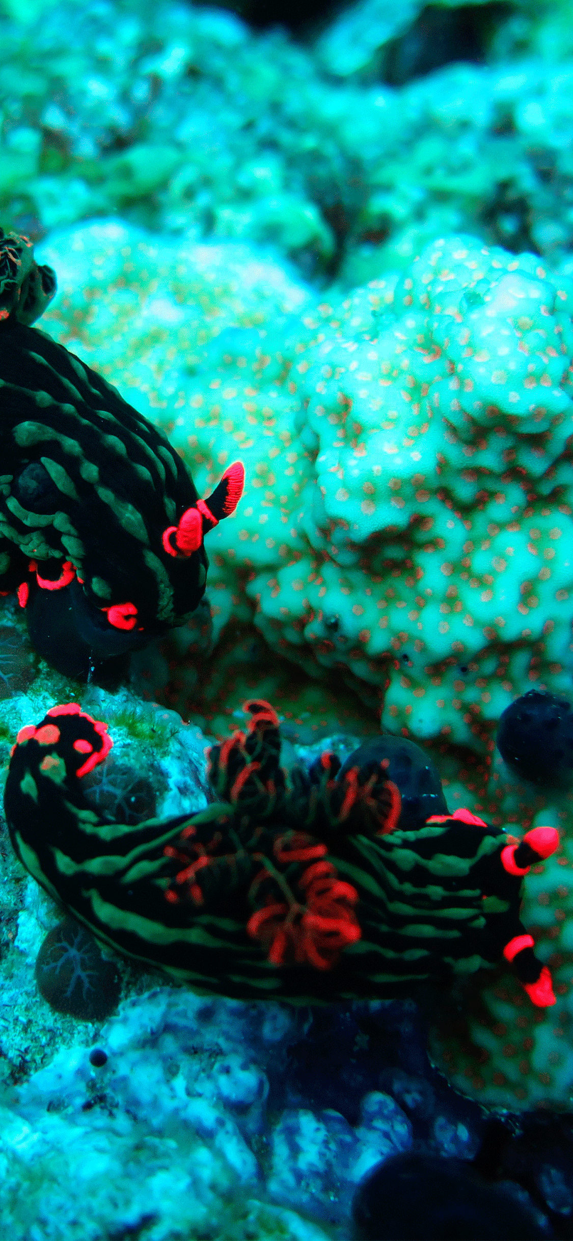 Nudibranchi neri barriera corallina, 1125x2436 Verticale, Mobile