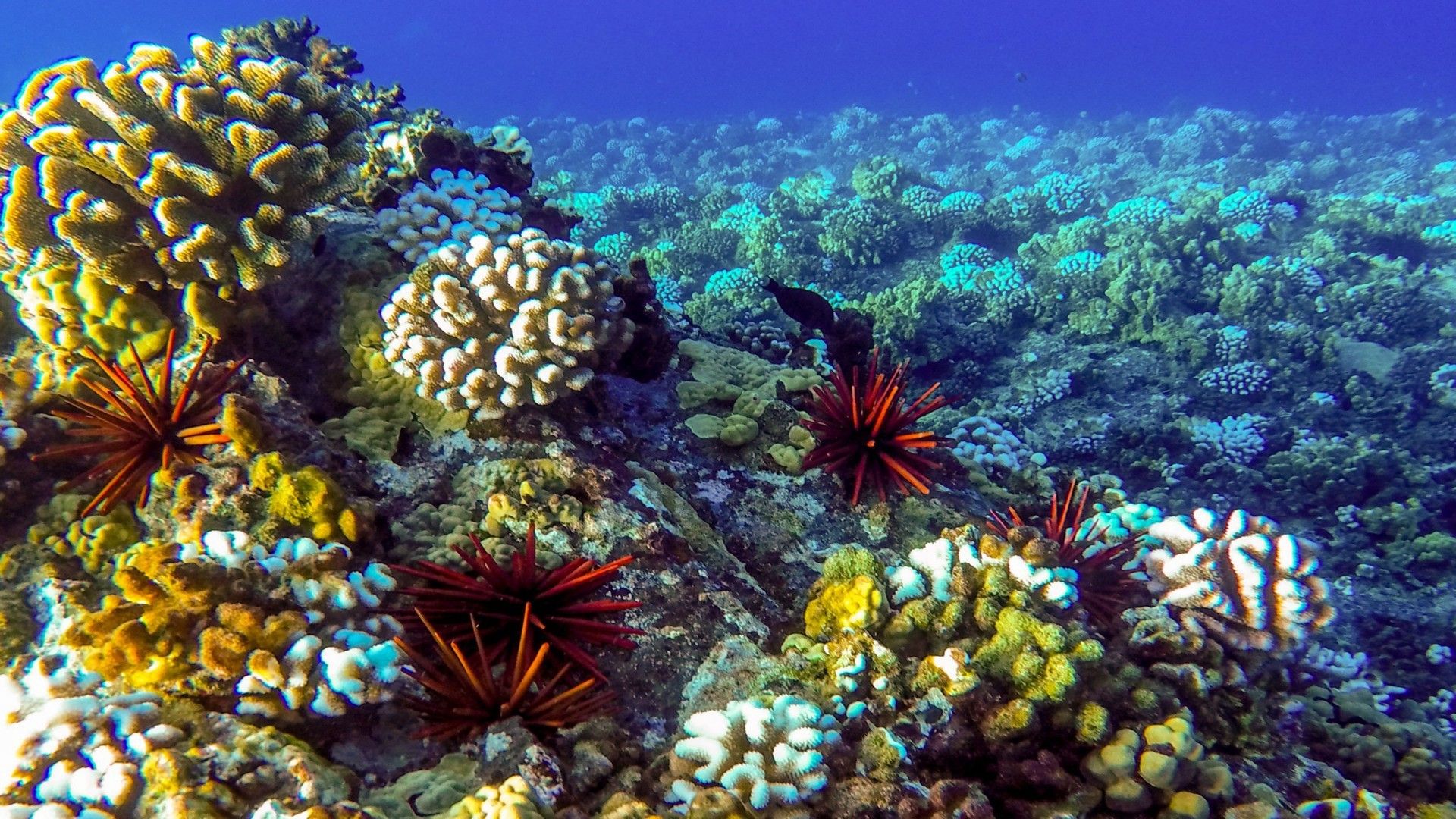Barriera corallina con ricci di mare, 1920x1080 Full HD, Desktop