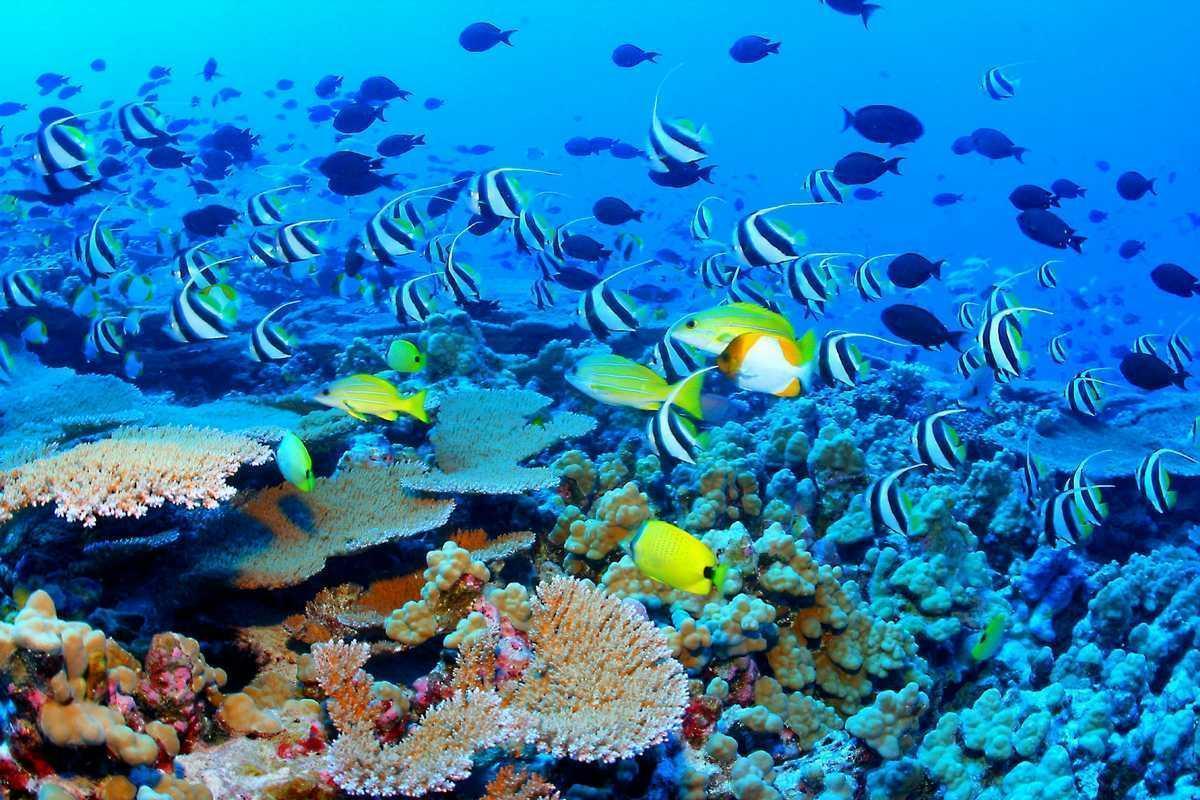 Pesci tropicali su barriera corallina, 1200x800 HD, MacBook Air
