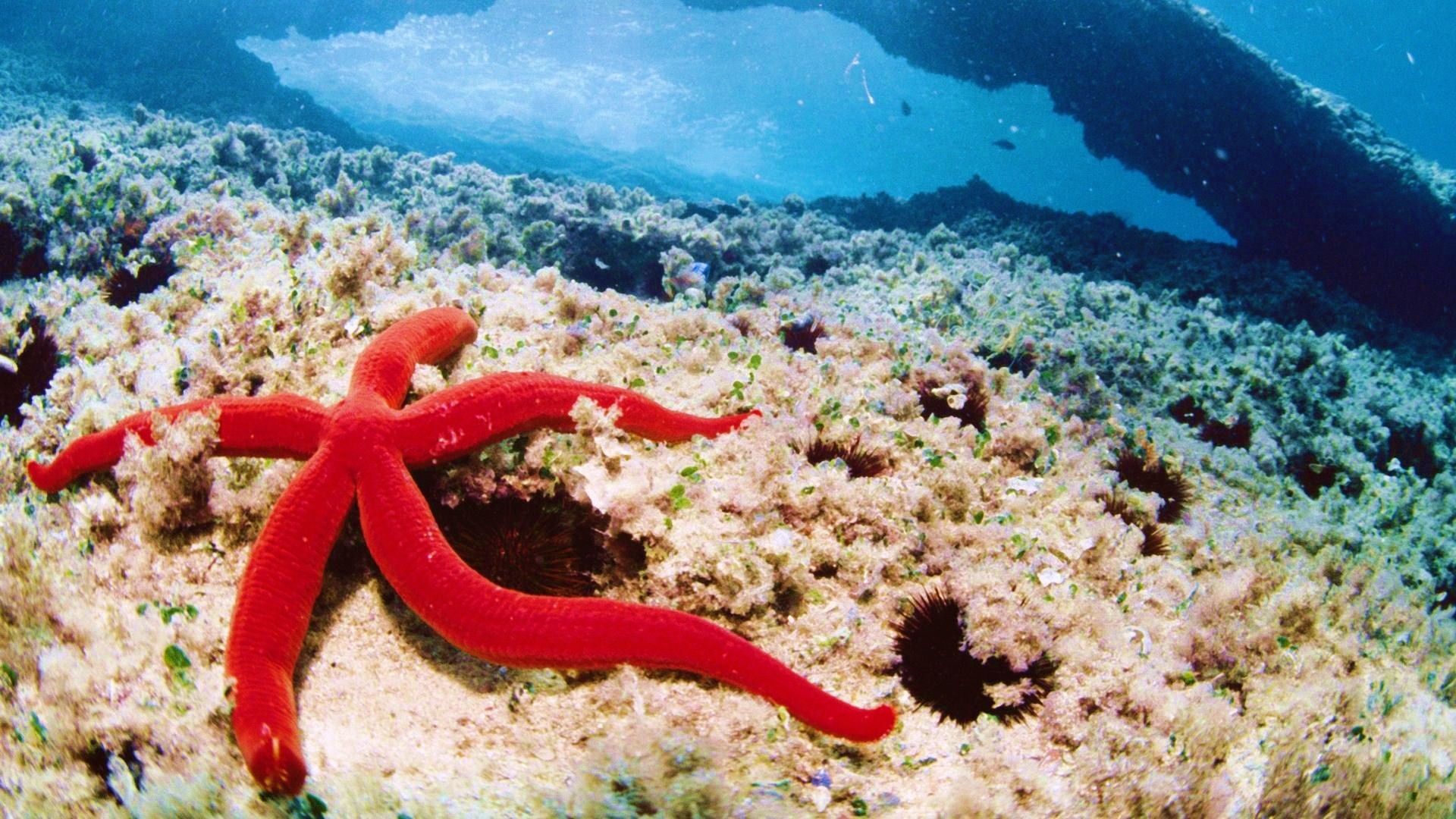 Stella marina rossa su corallo, 1920x1080 Full HD, PC Desktop