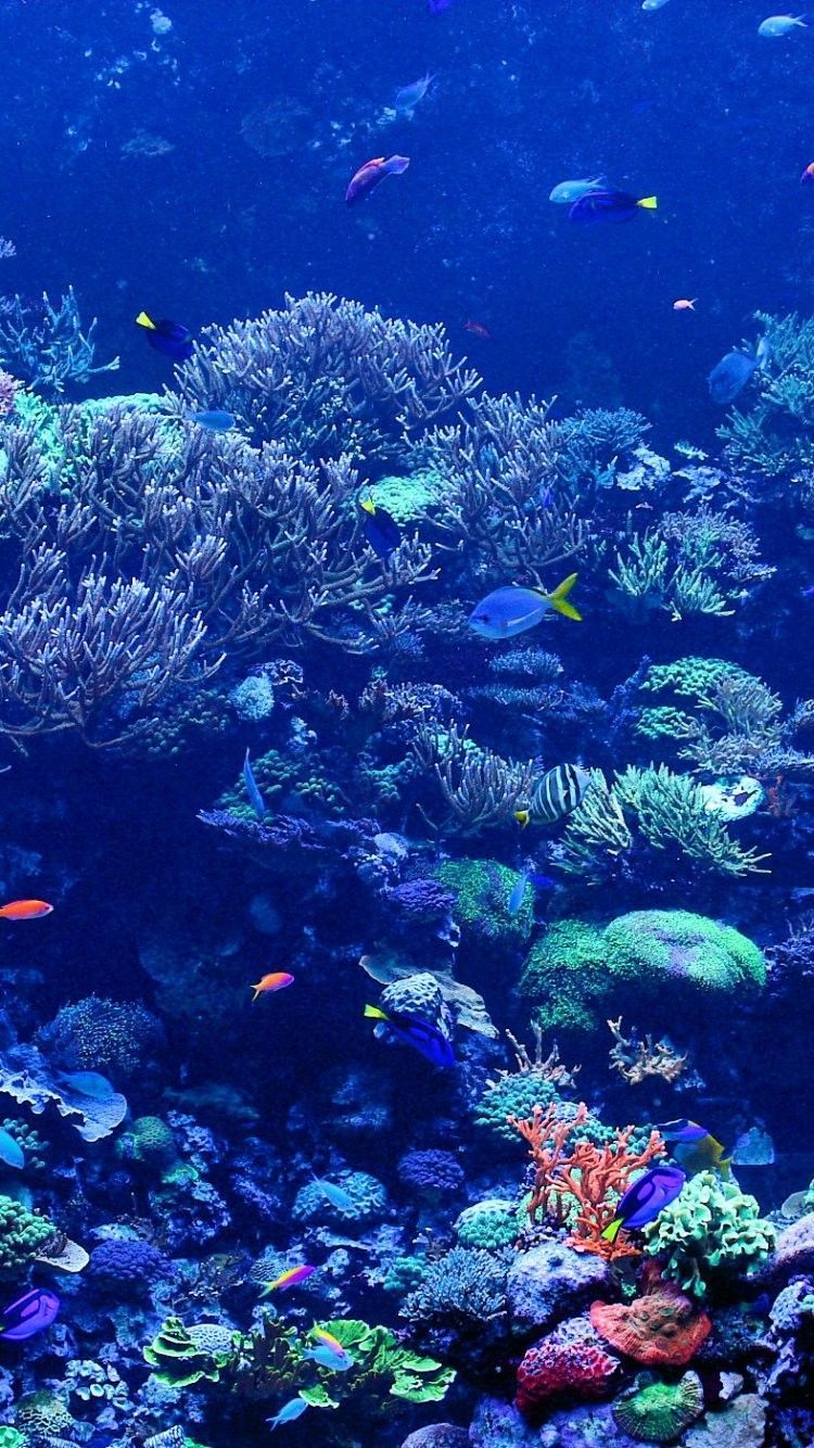 Barriera corallina con pesci colorati, 750x1334 Full HD Verticale, Smartphone