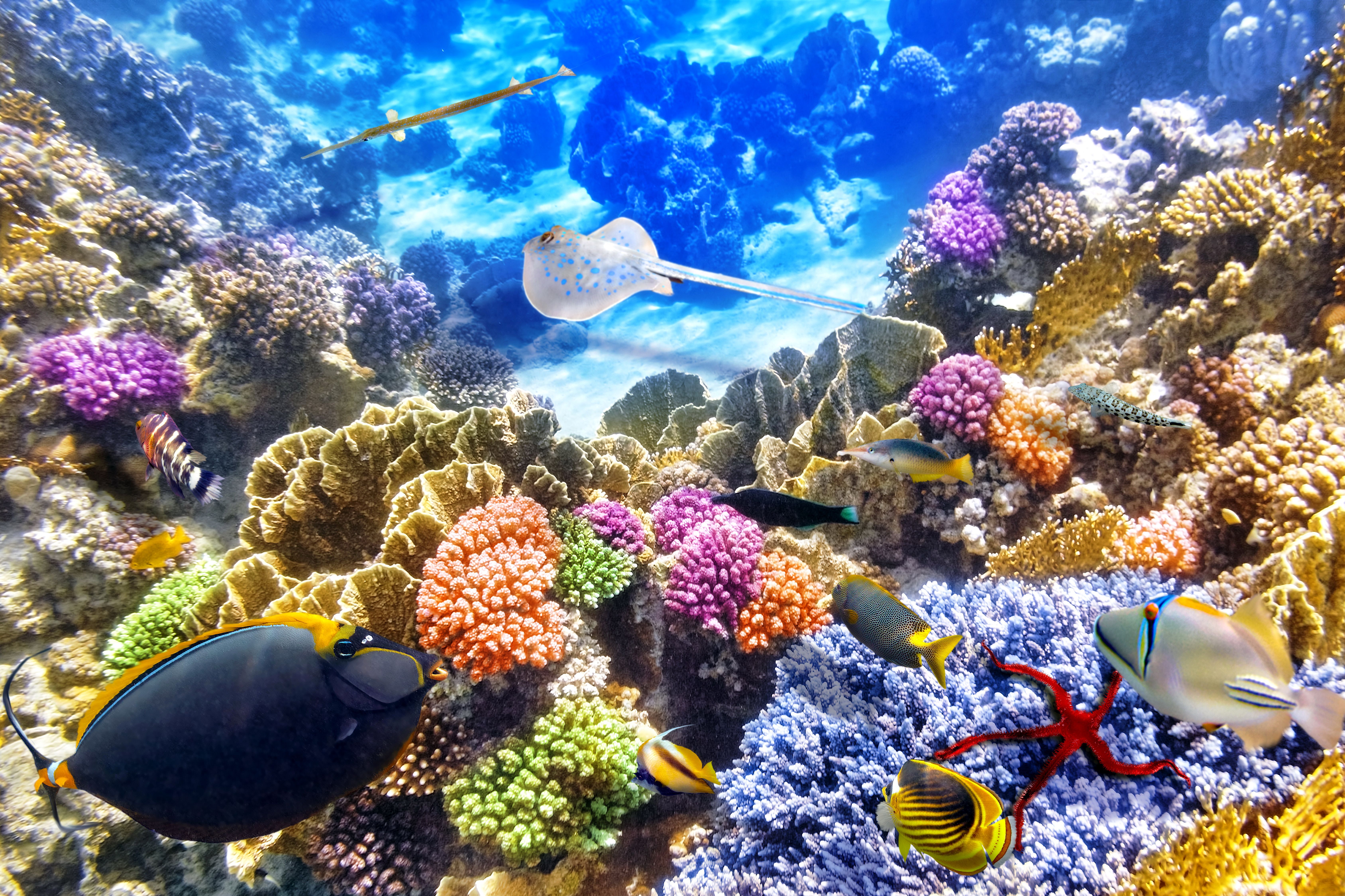 Barriera corallina colorata con pesci, 6750x4500 4K, Desktop 4K