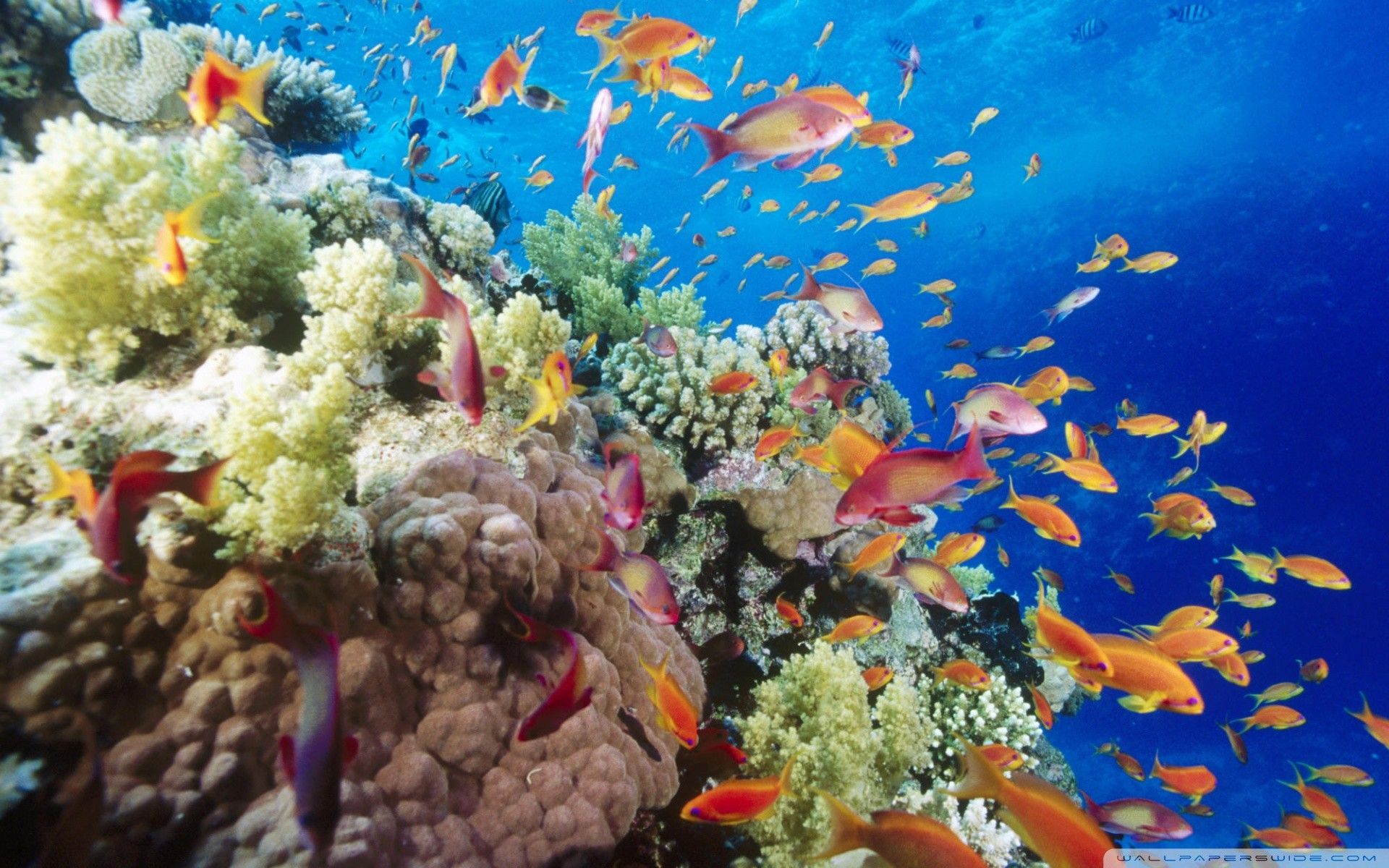 Barriera corallina con pesci arancioni, 1920x1200 Full HD+ WUXGA, Desktop