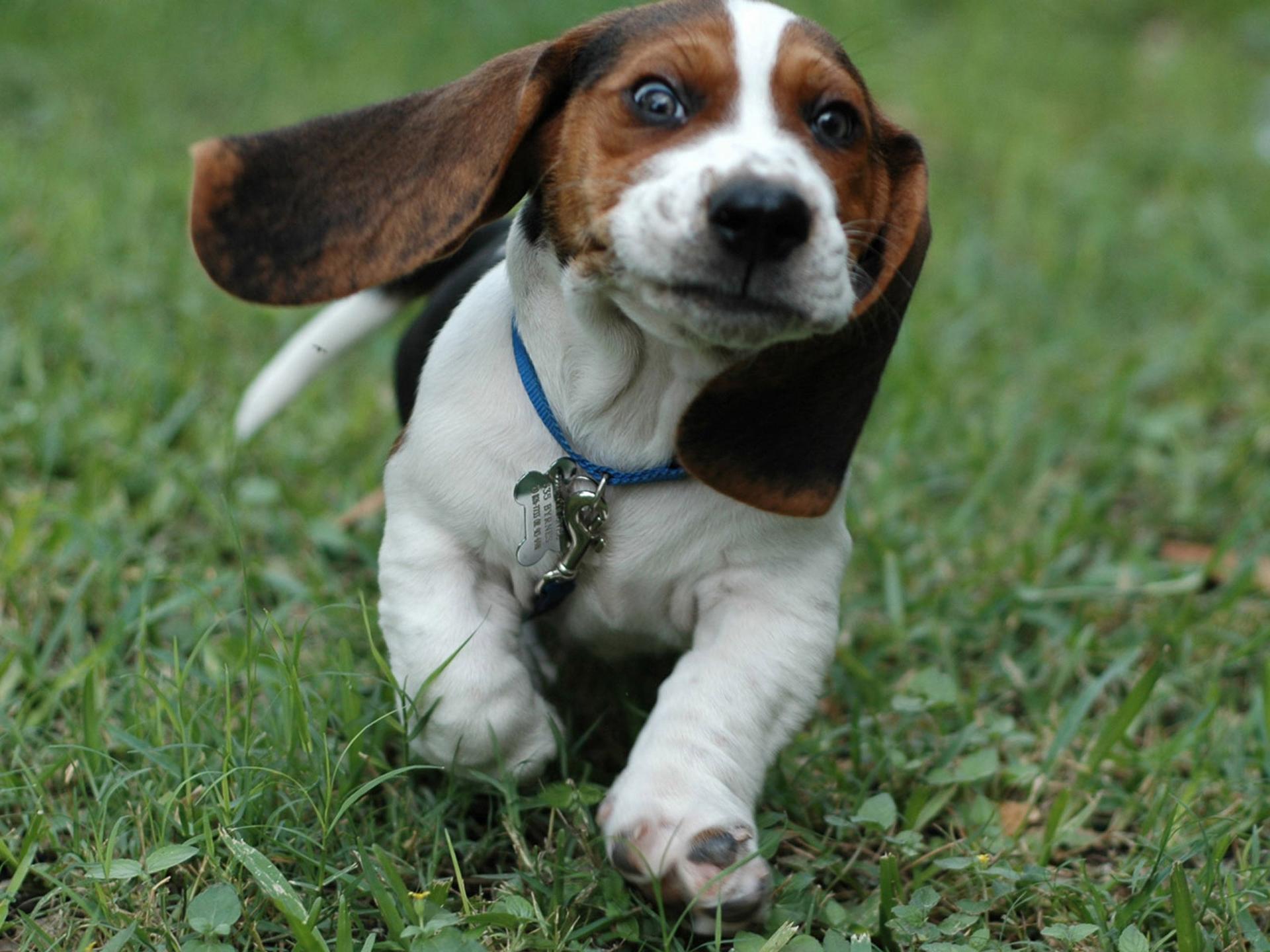 Cucciolo Beagle corre nell'erba, 1920x1440 WUXGA, Laptop
