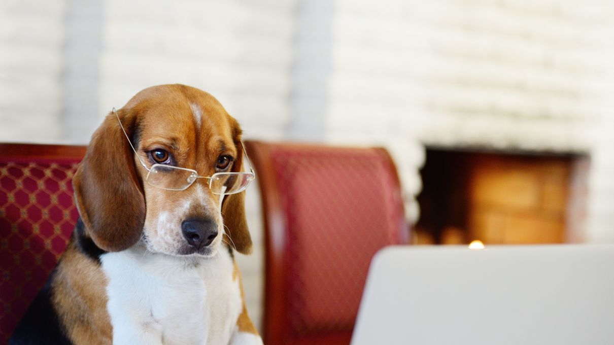 Beagle con occhiali al computer, 1210x680 HD, Desktop