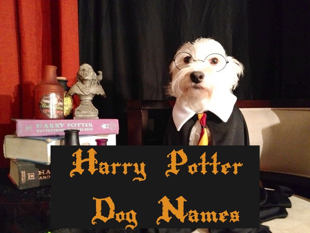 Harry Potter boccino d'oro, mondo magico, 1200x1920 Verticale, Telefono