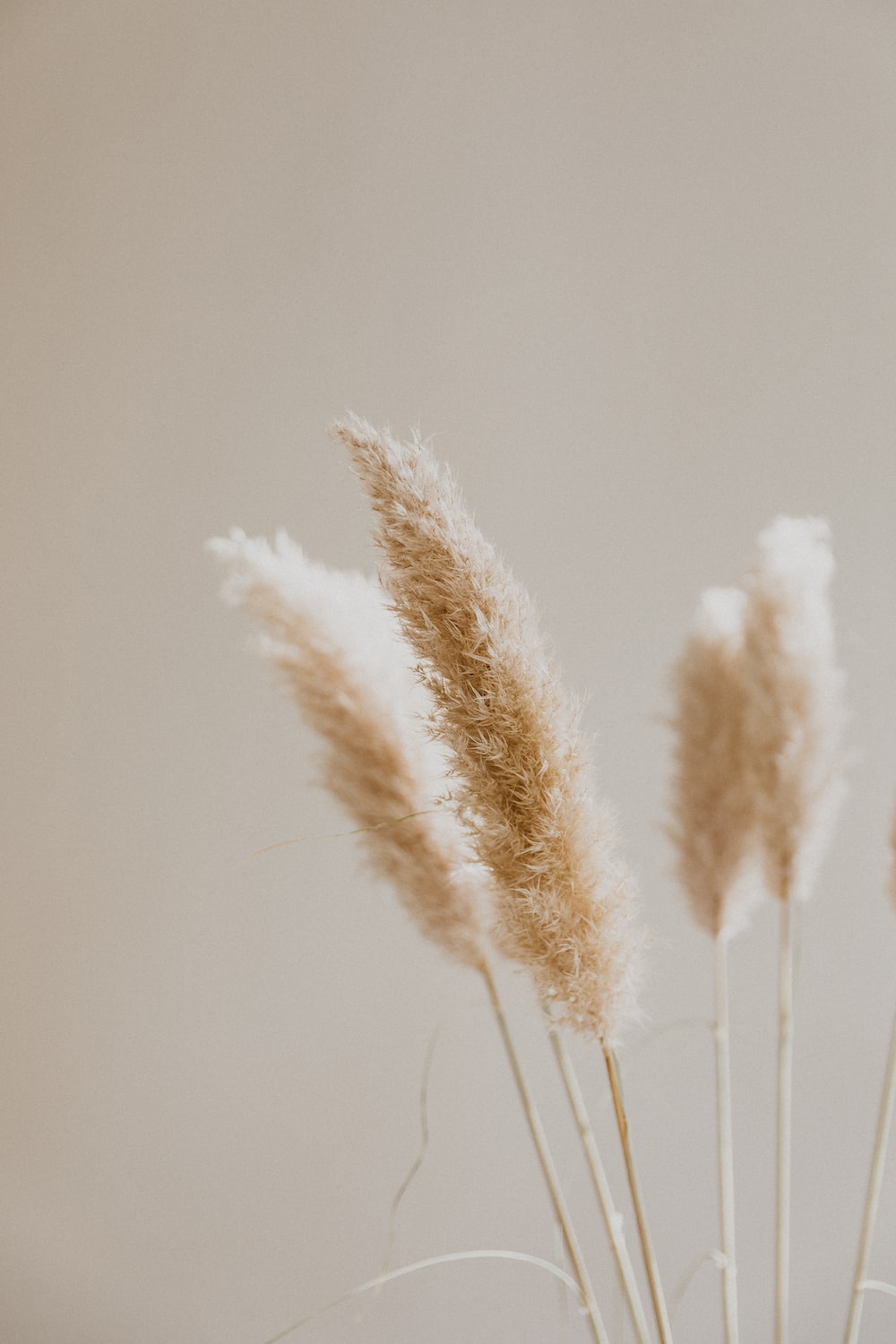 Spighe di pampas beige, 1000x1500 Verticale, OnePlus