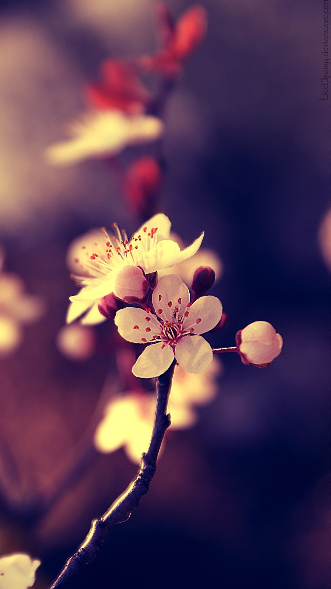 Fiori di ciliegio rosa, 1080x1920 Verticale, Mobile