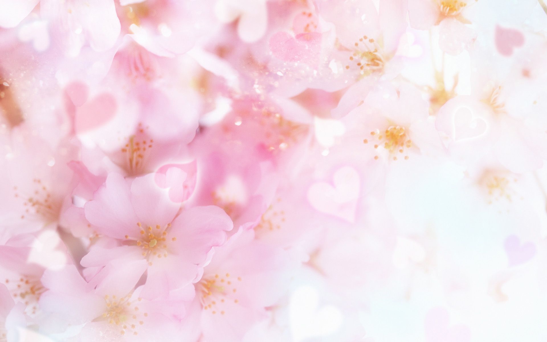 Fiori di ciliegio rosa e cuori, 1920x1200 WUXGA, iMac