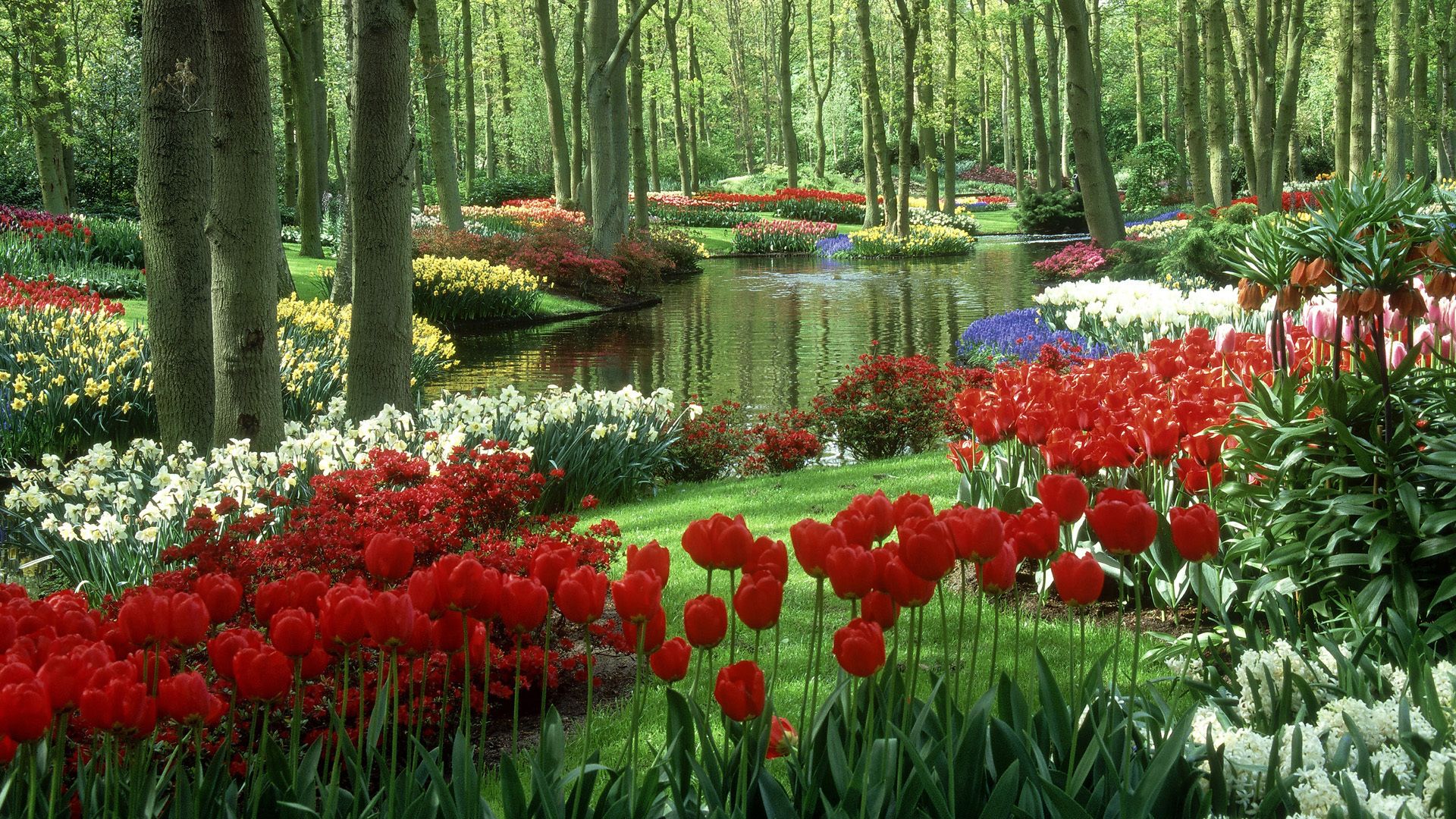 Giardino con tulipani rossi e laghetto, 1920x1080 1080p, Laptop