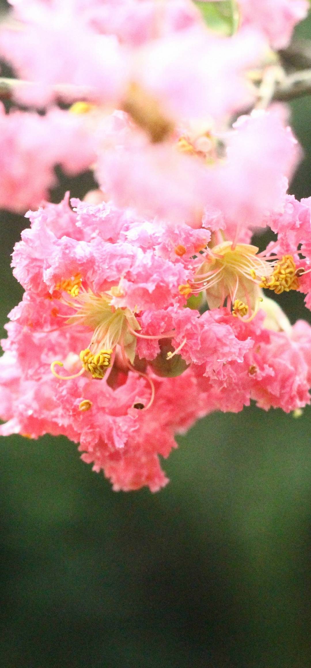 Fiori rosa in fiore, 1080x2316 Full HD Verticale, Samsung Galaxy