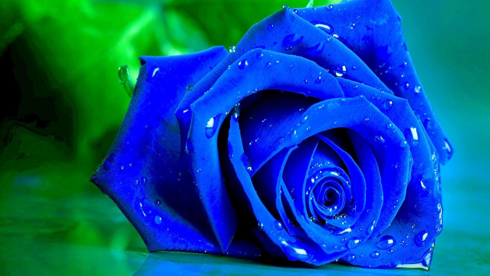 Rosa blu bagnata, 1920x1080 Full HD 1080p, Laptop
