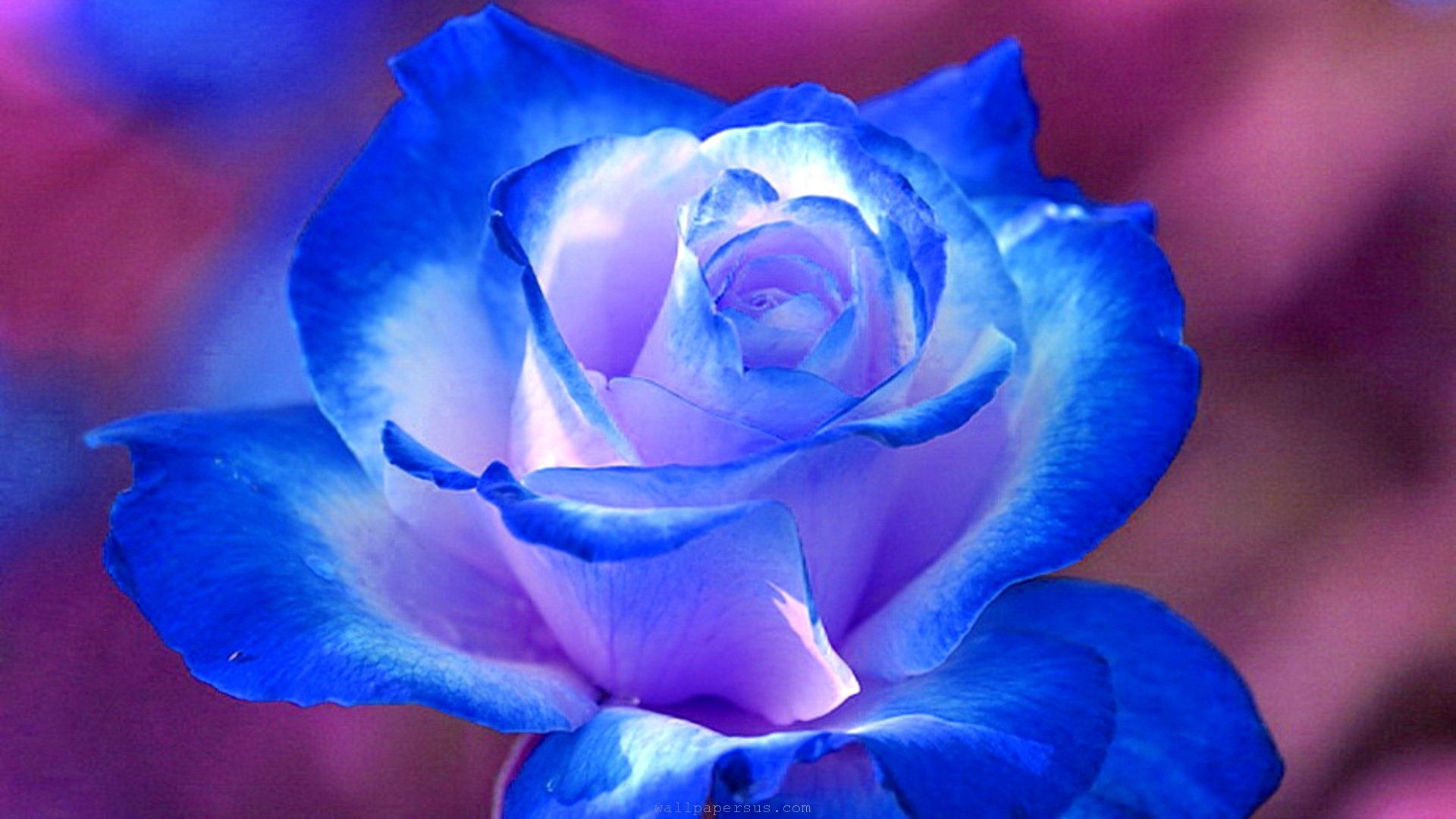 Rosa blu sfumata, 1920x1080 Full HD, Desktop