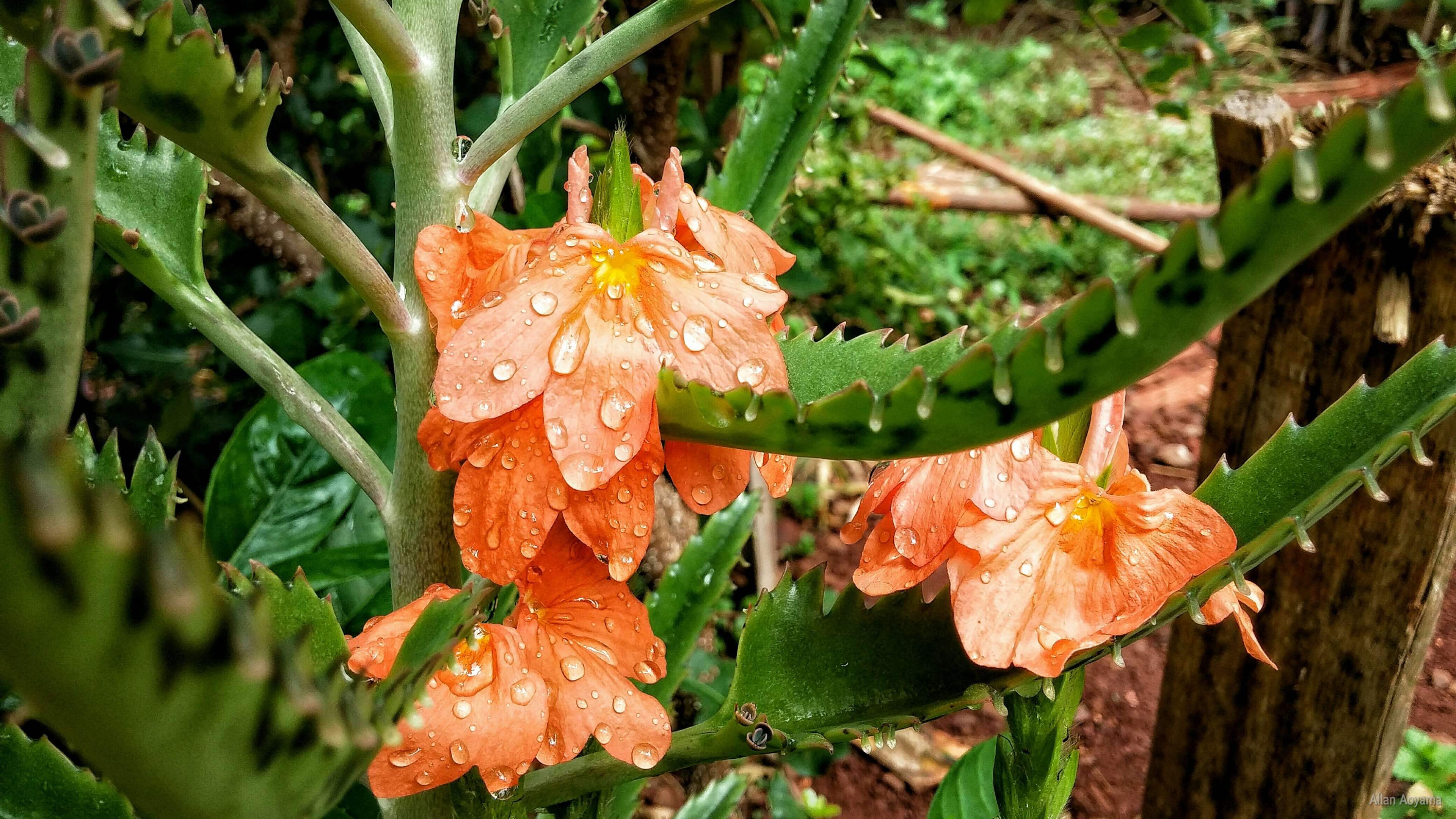Fiori arancioni con gocce d'acqua, 3840x2160 Ultra HD, 4K TV