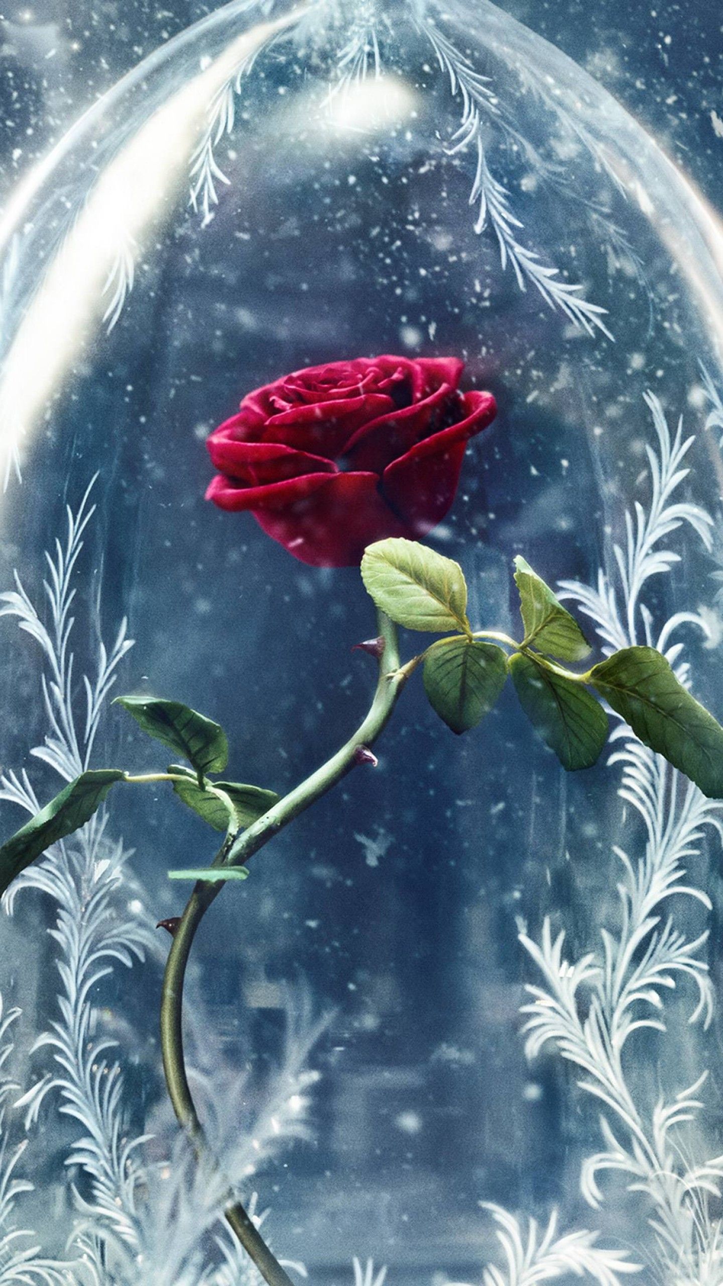 Rosa rossa incantata sotto vetro, 1440x2560 Full HD Verticale, Samsung Galaxy