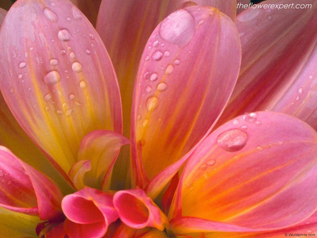 Fiore rosa con gocce d'acqua, 1024x768 HD, Desktop