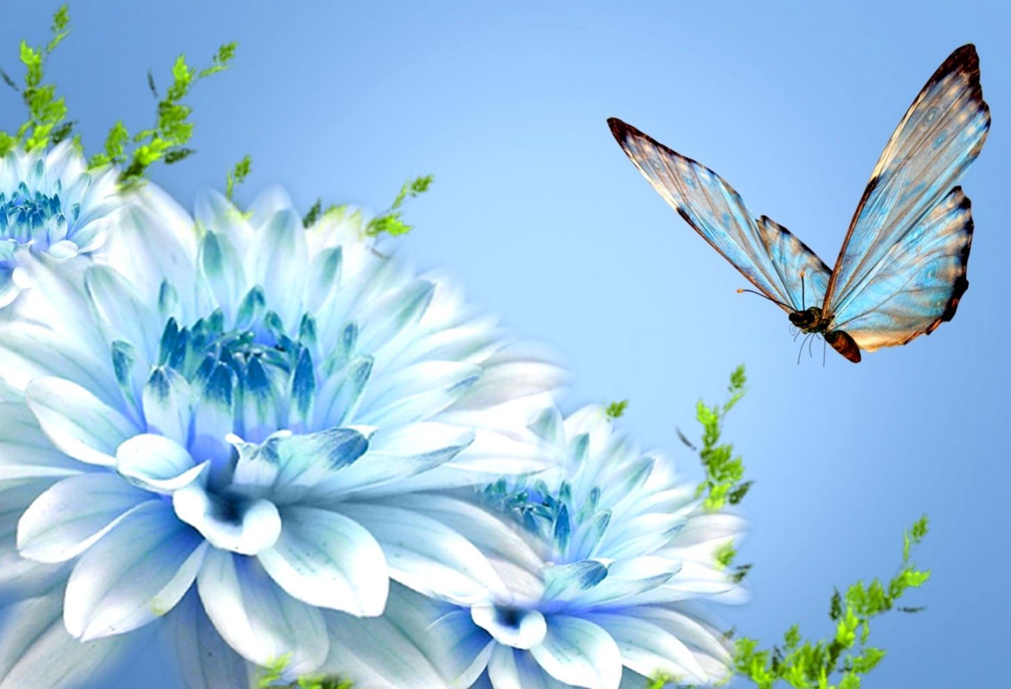 Fiore blu e farfalla, 1456x993 720p, Acer Nitro