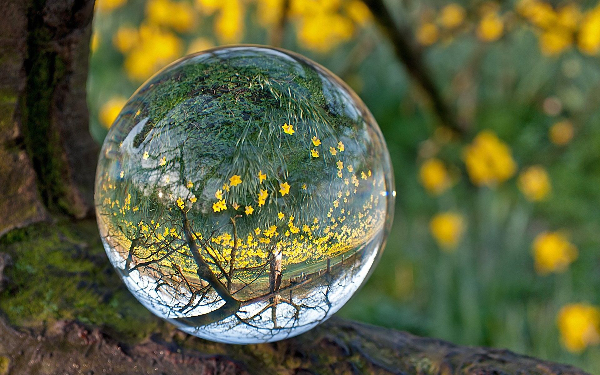 Sfera di vetro con fiori gialli, 1920x1200 Full HD+ WUXGA, Desktop