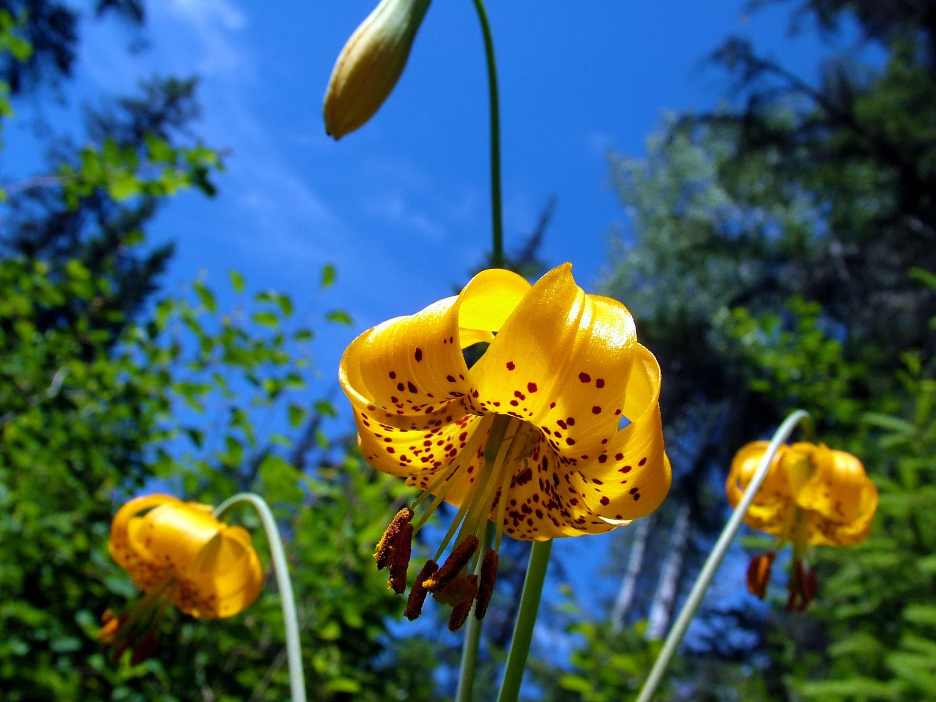 Fiori giglio tigrato gialli, 1920x1440 Full HD+, iMac