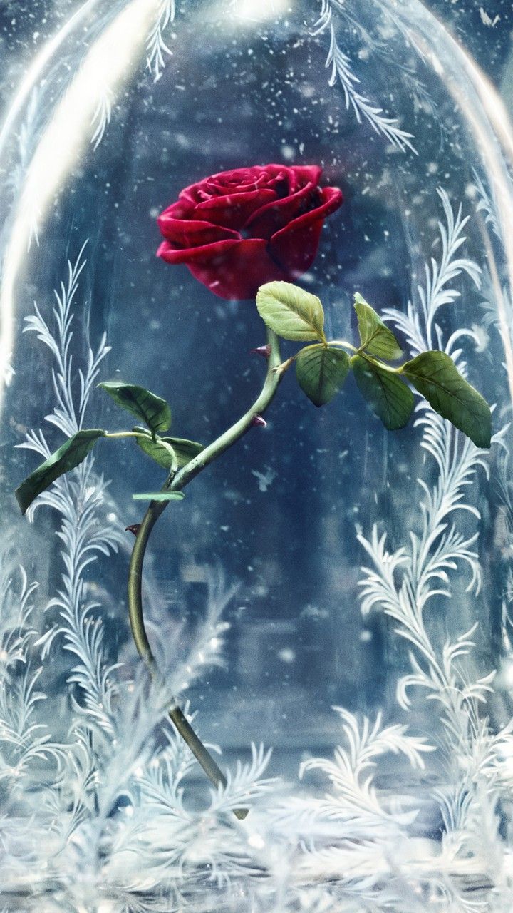Belle con rosa e Bestia, 1280x720 HD, Desktop