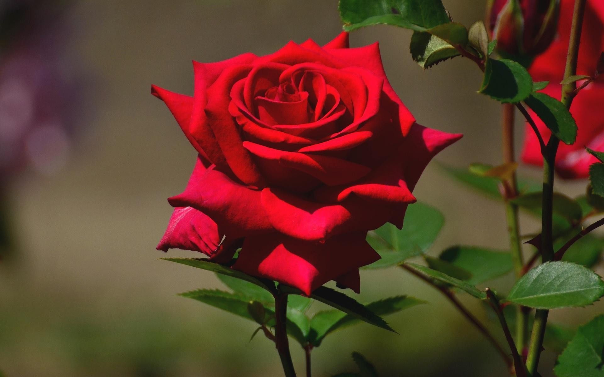 Rosa rossa in fiore, 1920x1200 Full HD+, PC